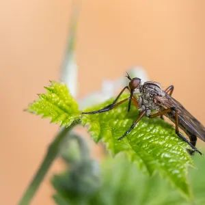 Macro Print of Empis opaca Insect in Baden-Württemberg, Germany
