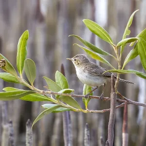 Mangrove Eastern Olivaceous Warbler Print, Adult perched on mangrove Mangrove Eastern Olivaceous Warbler Print, Adult perched on mangrove