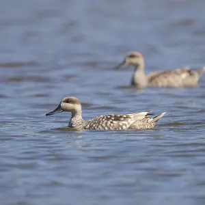 Marbled Duck Print: Agami Lake Scene
