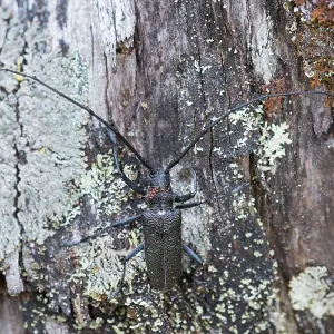 Marco Print of Male Pine Sawyer Beetle (Monochamus galloprovincialis) Imago Marco Print of Male Pine Sawyer Beetle (Monochamus galloprovincialis) Imago