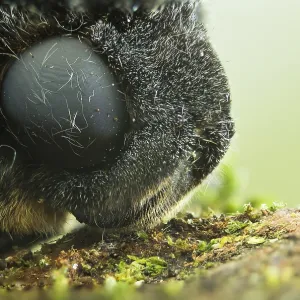 Marco ist ein Insektenbild. Marco ist ein Insektenbild.