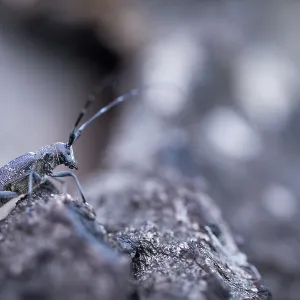 Marco Print of Female Pine Sawyer Beetle Imago Marco Print of Female Pine Sawyer Beetle Imago