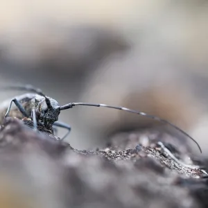 Marco Print of Female Pine Sawyer Beetle Imago Marco Print of Female Pine Sawyer Beetle Imago
