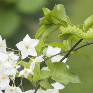 Marco-Bild eines Insekts. Marco-Bild eines Insekts.