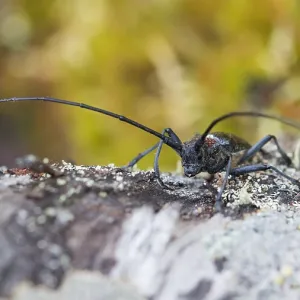 Marco Print of Male Pine Sawyer Beetle (Monochamus galloprovincialis) Imago Marco Print of Male Pine Sawyer Beetle (Monochamus galloprovincialis) Imago