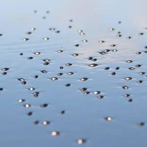 Whirligig Beetle Print, Baikal Region Whirligig Beetle Print, Baikal Region