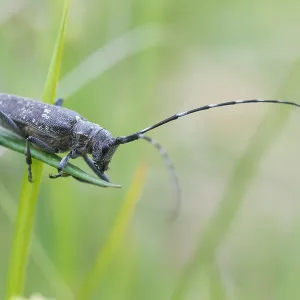 Marco Print of Female Pine Sawyer Beetle Marco Print of Female Pine Sawyer Beetle