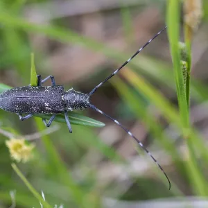 Print of a female Pine Sawyer beetle imago Print of a female Pine Sawyer beetle imago