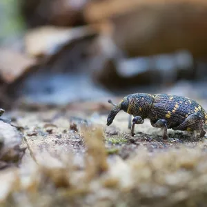 Marco's Large Pine Weevil Print Marco's Large Pine Weevil Print