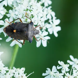 August Drucke: 4 Aug 2019