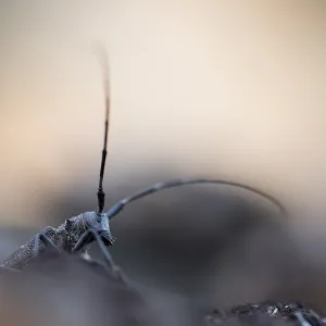 Marco Print of Female Pine Sawyer Beetle Imago Marco Print of Female Pine Sawyer Beetle Imago