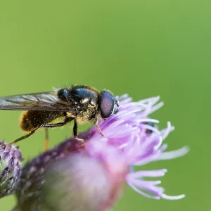 August Drucke: 18 Aug 2019