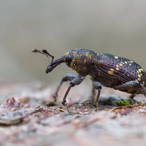 Large Pine Weevil Print - Hylobius abietis Imago Large Pine Weevil Print - Hylobius abietis Imago