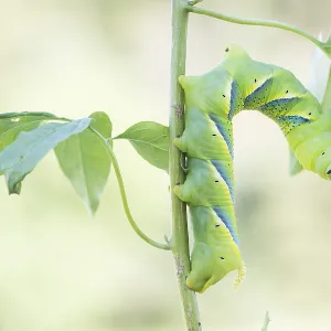 Marco ist ein Bild eines Insekts. Marco ist ein Bild eines Insekts.