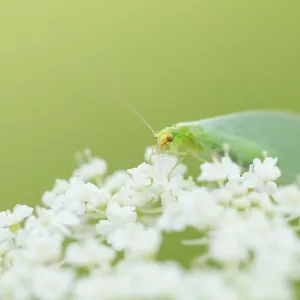 Marco ist ein Insektbild. Marco ist ein Insektbild.