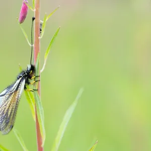 Marco Print of Libelloides sibiricus Imago Marco Print of Libelloides sibiricus Imago