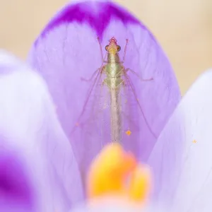 Marco ist ein Insektbild. Marco ist ein Insektbild.