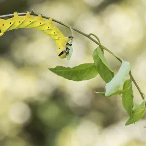 Marco-Bild eines Insekts Marco-Bild eines Insekts