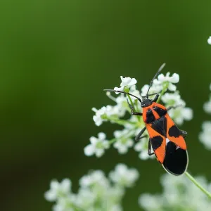 August Drucke: 17 Aug 2019