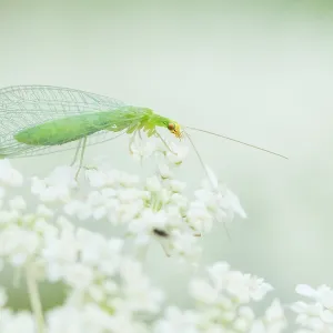 Marco-Bild eines Insekts Marco-Bild eines Insekts