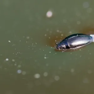 Marco Print of Whirligig Beetle, Russia Marco Print of Whirligig Beetle, Russia