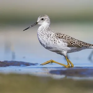 Marsch-Sandschreckenwürger Marsch-Sandschreckenwürger