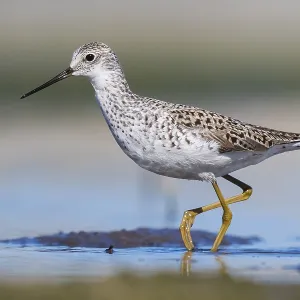 Marsh-Sandpapper Marsh-Sandpapper
