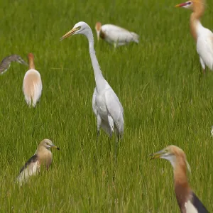 Mittelgroßer Reiher, Ardea intermedia Mittelgroßer Reiher, Ardea intermedia