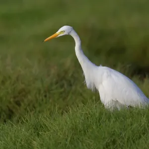 Mittelgrasflamingo Mittelgrasflamingo