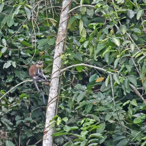 Mona Monkey, Cercopithecus mona Mona Monkey, Cercopithecus mona