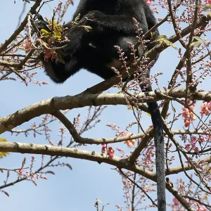 Nilgiri langur Print, Southern India Nilgiri langur Print, Southern India