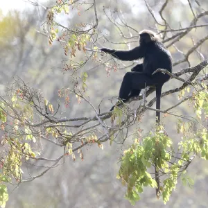 Nilgiri Langur Print - Southern Indian Primate Nilgiri Langur Print - Southern Indian Primate
