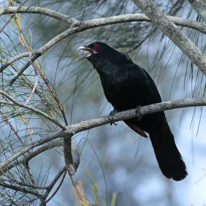 Pazifischer Koel