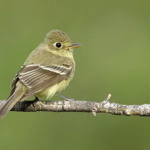 Pacific-slope Flycatcher Print Pacific-slope Flycatcher Print