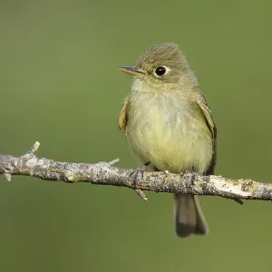 Pacific-slope Flycatcher Print Pacific-slope Flycatcher Print