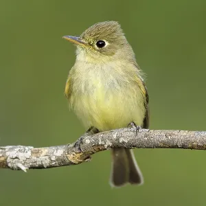 Pacific-slope Flycatcher Print Pacific-slope Flycatcher Print