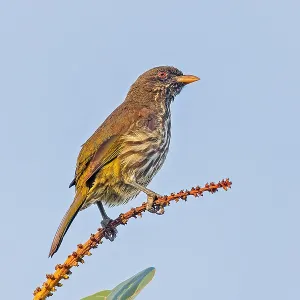 Dominican Republic Print of Palmchat (Dulus dominicus) by Agami Dominican Republic Print of Palmchat (Dulus dominicus) by Agami