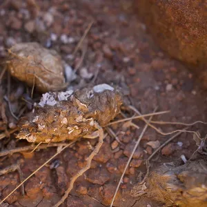 Pellet der Pharaonen-Eulen, Bubo ascalaphus, Marokko. Pellet der Pharaonen-Eulen, Bubo ascalaphus, Marokko.