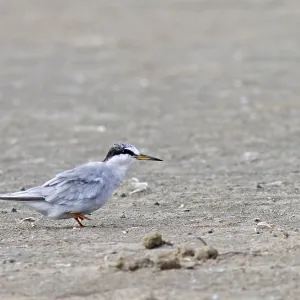 Peruvian Tern Print - Adult Sternula lorata on Beach Peruvian Tern Print - Adult Sternula lorata on Beach