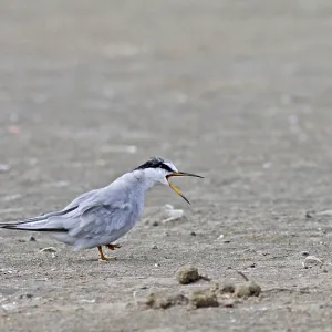 Peruvian Tern Print - Sternula lorata at Agami Beach Peruvian Tern Print - Sternula lorata at Agami Beach
