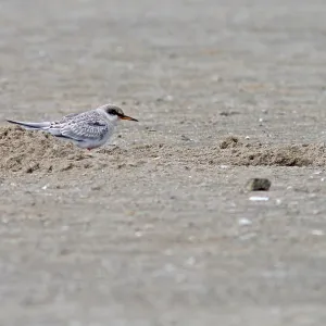 Peruvian Tern Print: Immature Bird on Beach Peruvian Tern Print: Immature Bird on Beach