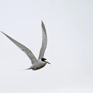 Peruvian Tern Print in Flight over Agami Peruvian Tern Print in Flight over Agami