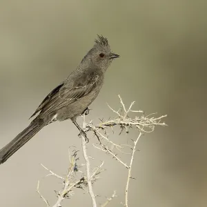 Phainopepla nitens Adult female Print Phainopepla nitens Adult female Print