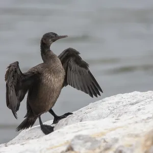 Wahlberg's Cormorant Print - Immature Bank Cormorant Drying Wings Wahlberg's Cormorant Print - Immature Bank Cormorant Drying Wings