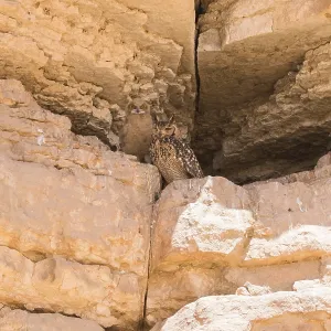 Pharaonen-Sperber, Bubo ascalaphus Pharaonen-Sperber, Bubo ascalaphus