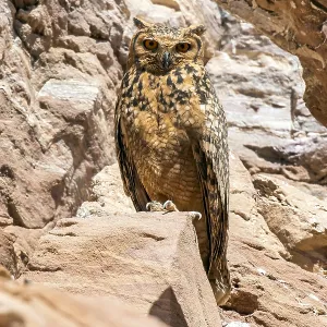 Pharaonen-Eule, Wüstenohreule, Bubo ascalaphus ascalaphus Pharaonen-Eule, Wüstenohreule, Bubo ascalaphus ascalaphus