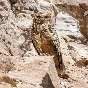 Pharaonen-Eule, Wüstenohreule, Bubo ascalaphus ascalaphus Pharaonen-Eule, Wüstenohreule, Bubo ascalaphus ascalaphus