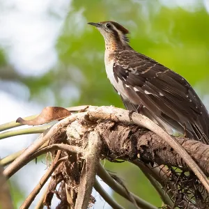 Fasanenkuckuck, Dromococcyx phasianellus Fasanenkuckuck, Dromococcyx phasianellus