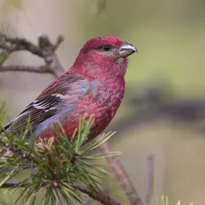 Pine Grosbeak Pine Grosbeak