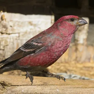 Pine Grosbeak Pine Grosbeak